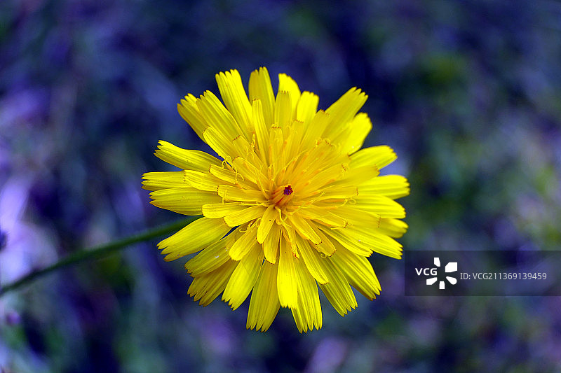 普通蒲公英，黄色开花植物的特写，多尔多涅，法国图片素材
