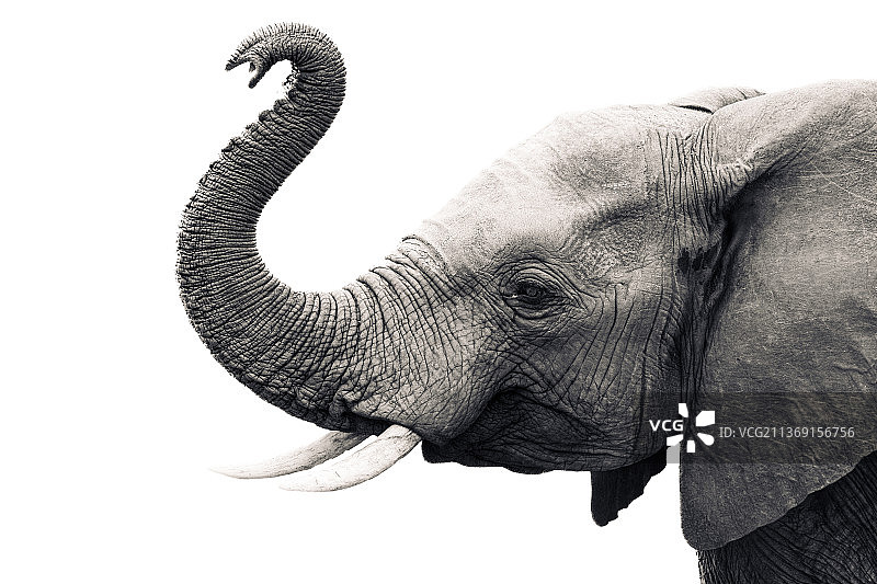 大象肖像，非洲沙漠大象，克鲁格国家公园，南非图片素材