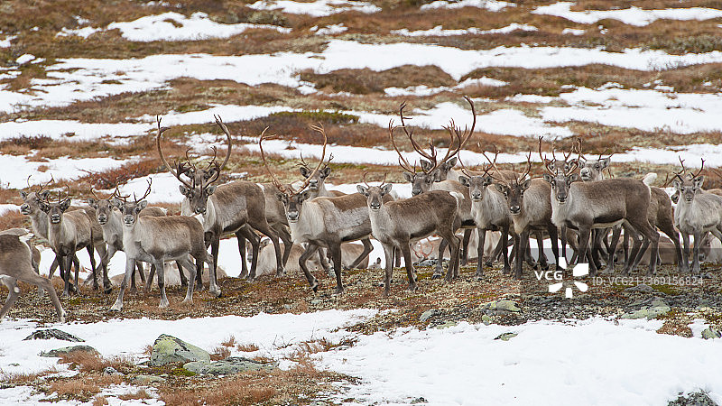 准备奔跑，高视角的羊群在雪覆盖的田野上吃草，多弗，Oppland，挪威图片素材