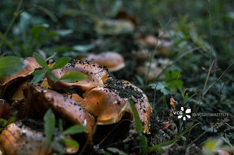 蘑菇生长在田野上的特写图片素材