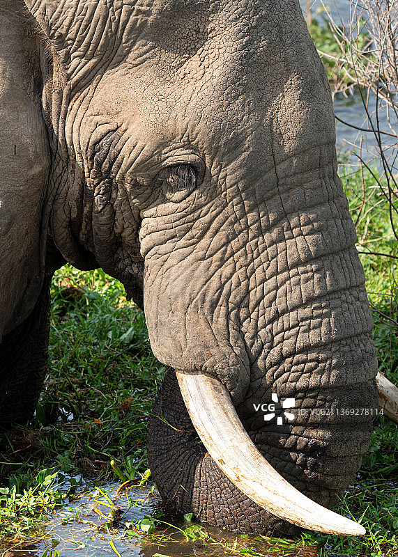 非洲象，Loxodonta africana，非洲象的特写图片素材