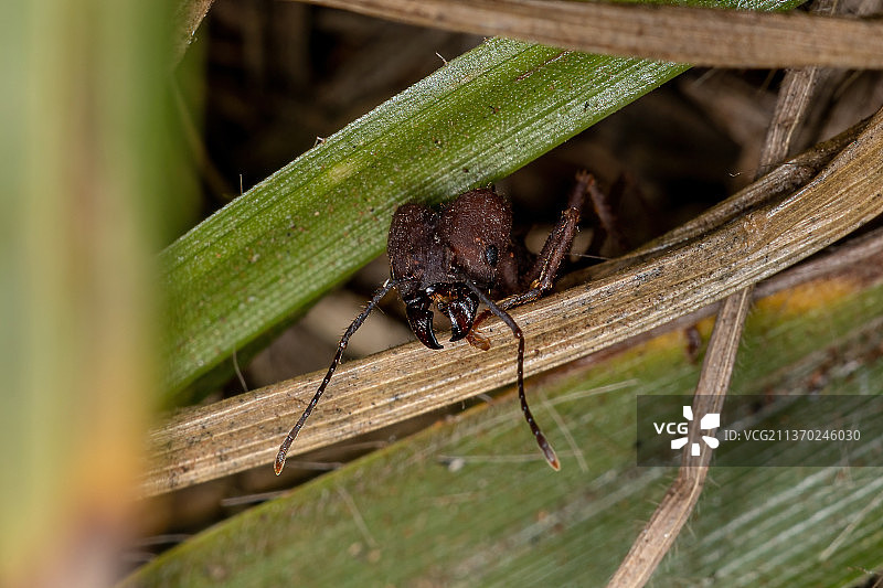 成年肢端墨切叶蚁，叶片上的蜘蛛特写图片素材