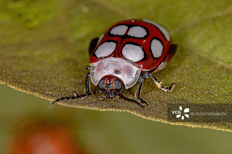 成年跳蚤甲虫，叶片上的瓢虫特写镜头图片素材