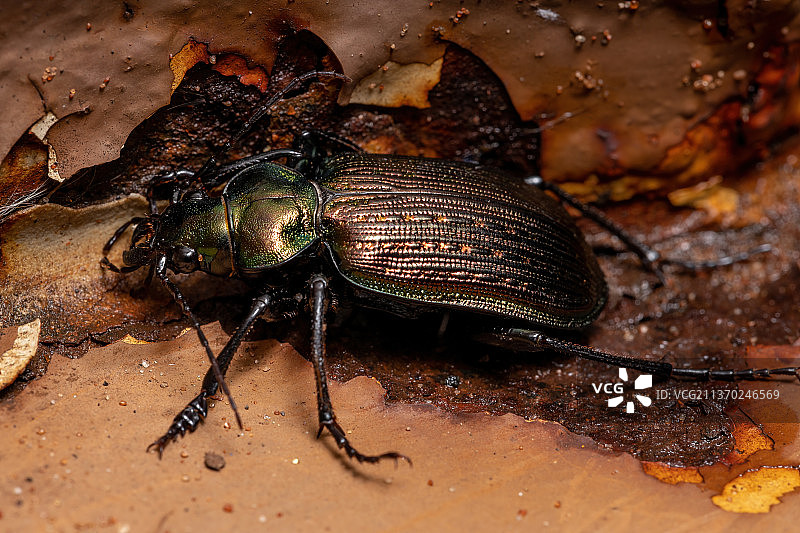 成年毛毛虫猎人甲虫，昆虫在地面的特写图片素材