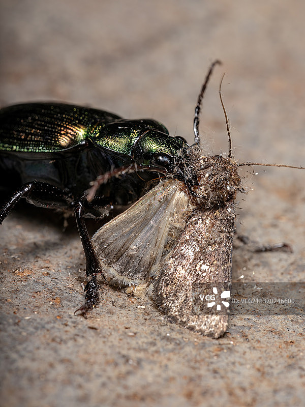 甲虫正在捕食飞蛾图片素材