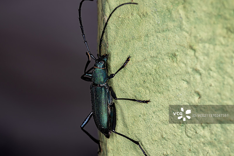 长角甲虫，昆虫在木头上的特写镜头图片素材