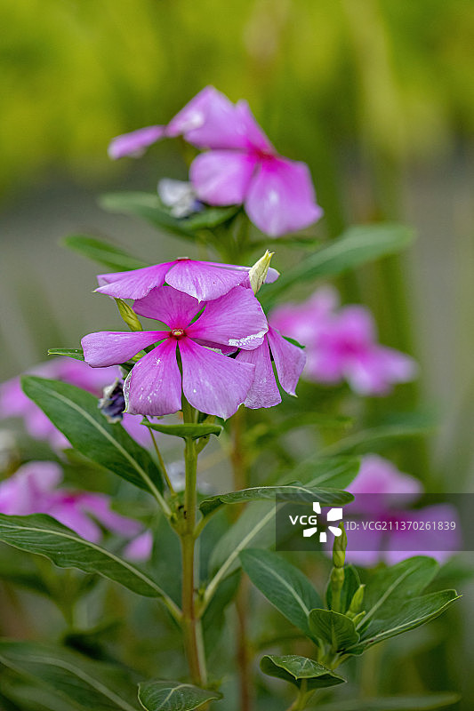 粉红色马达加斯加长春花，近距离的粉红色开花植物图片素材