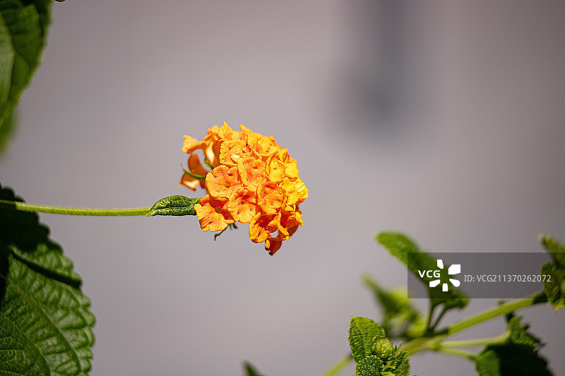 普通马缨丹的花，黄色开花植物的特写图片素材