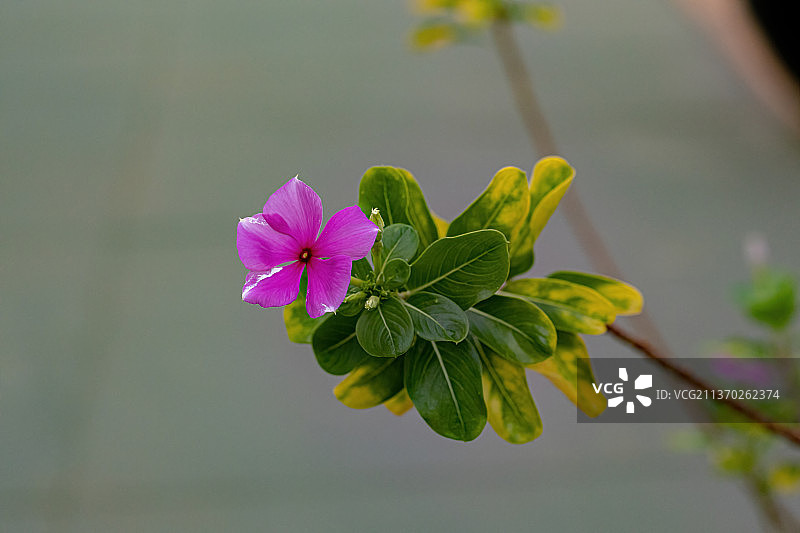粉红色马达加斯加长春花，近距离的粉红色开花植物图片素材