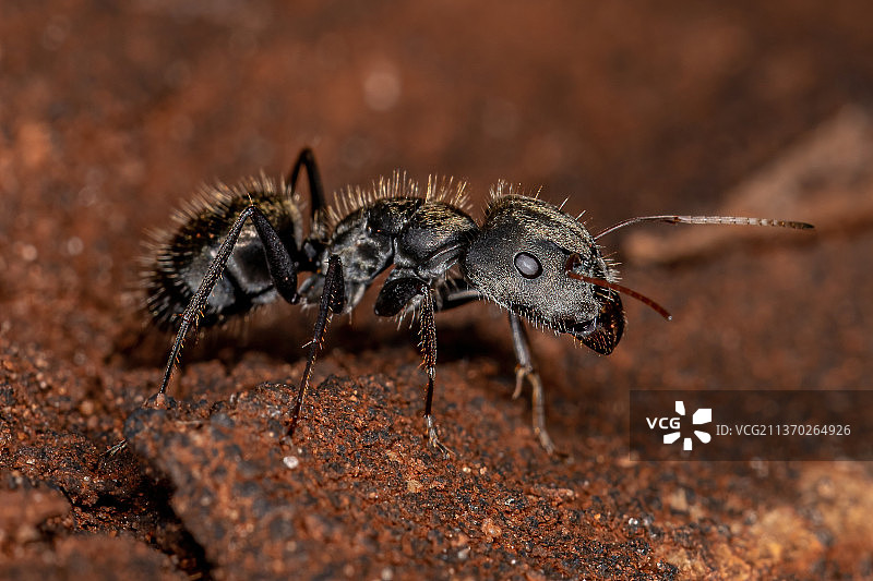 成年雌木蚁，叶子上蚂蚁的特写图片素材