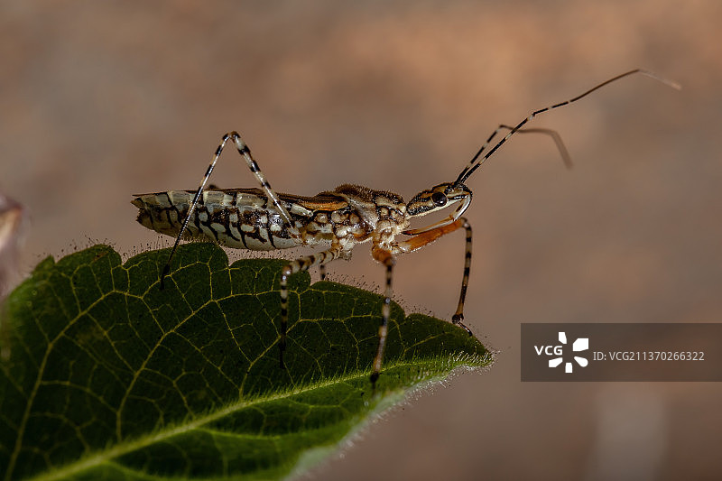 成年猎蝽，叶片上昆虫的特写镜头图片素材