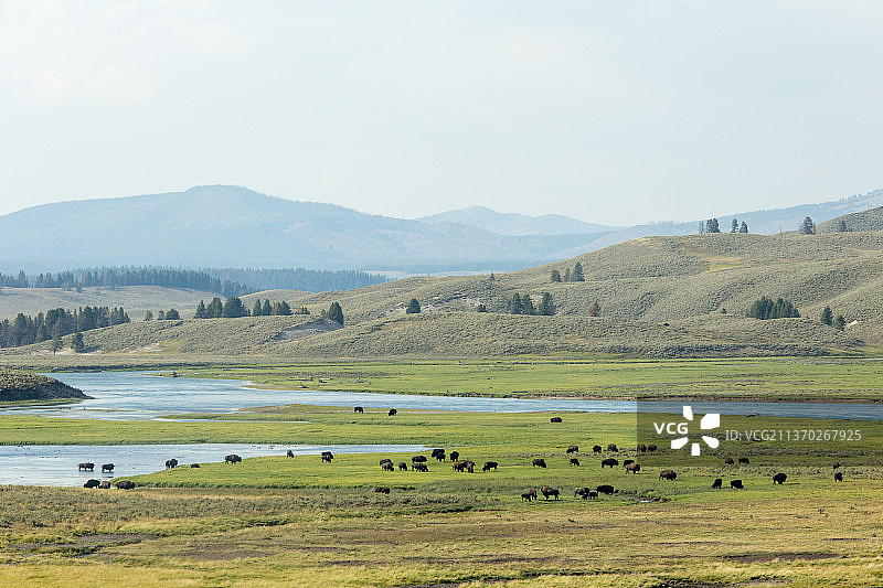 美国黄石国家公园的野牛图片素材