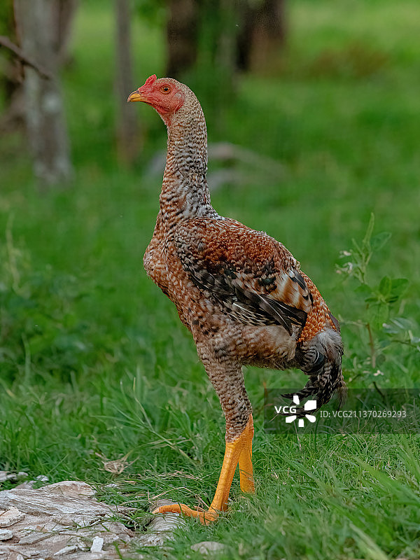 家禽鸡，野鸡栖息在草地上的特写镜头图片素材