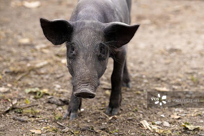 黑猪繁殖，肖像家猪站在田野上图片素材