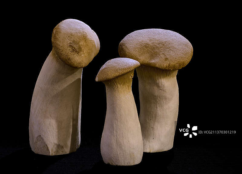 乌克兰，黑色背景下的蘑菇特写图片素材