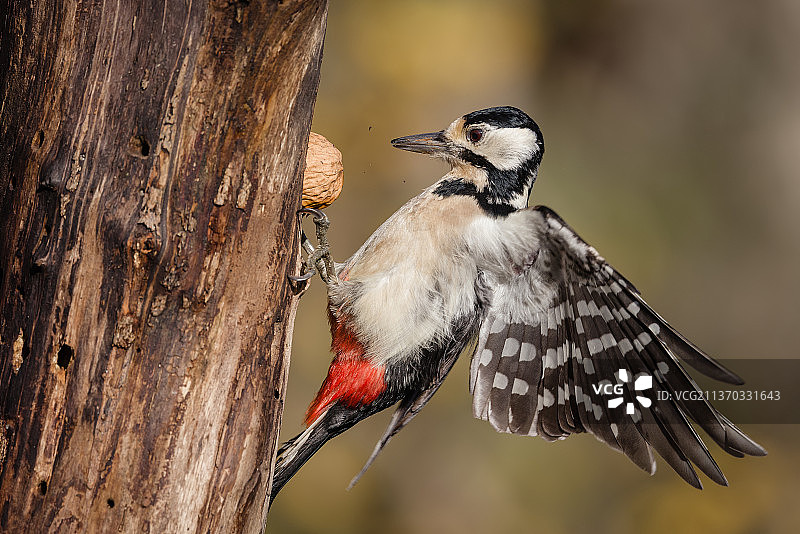 意大利，树干上栖息的啄木鸟的特写图片素材