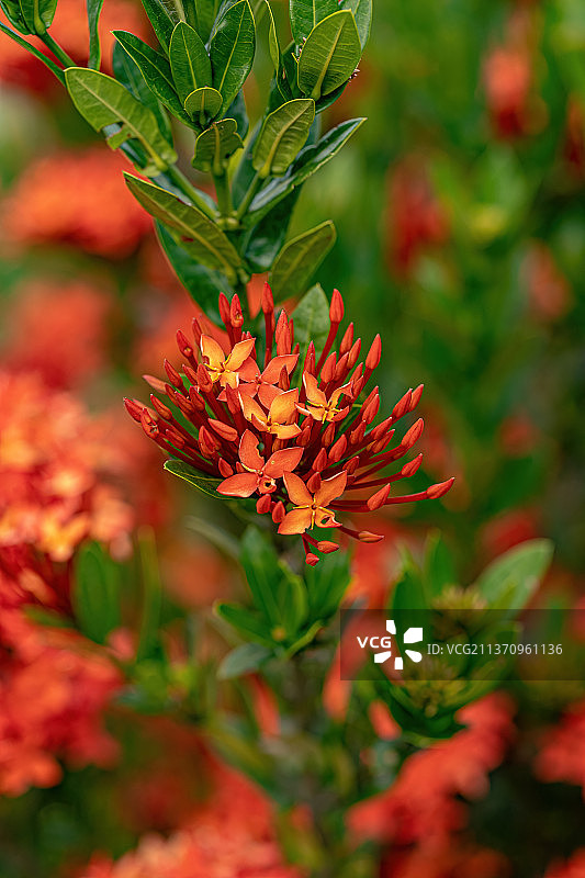 中国Ixora植物花，红色开花植物特写图片素材