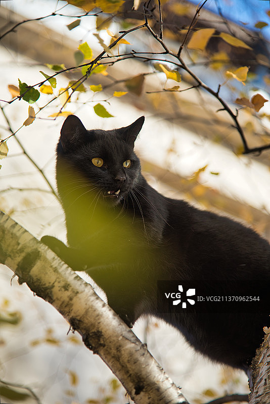 黑豹，低角度看猫坐在树上，尼克希奇，黑山图片素材