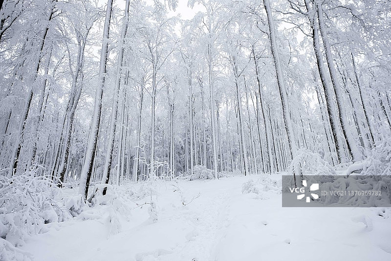 法国斯特拉斯堡，积雪覆盖的田野上的树木图片素材