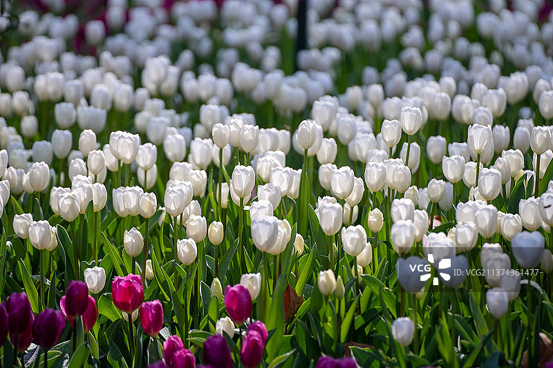 解放公园春天的郁金香花卉展览图片素材