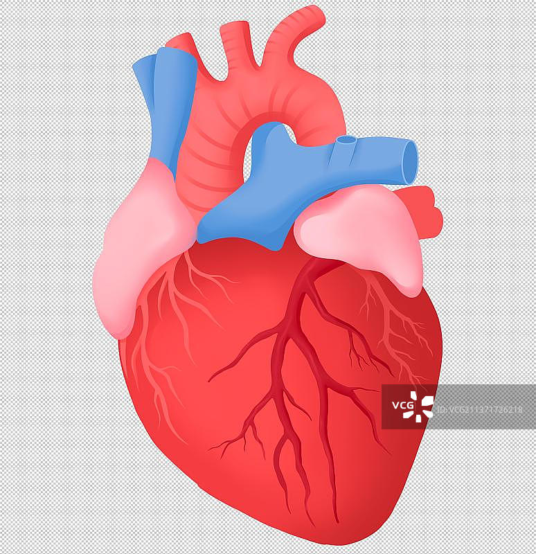 人体心脏图图片素材
