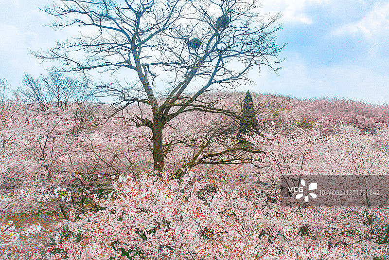 樱花树林里的一棵树图片素材