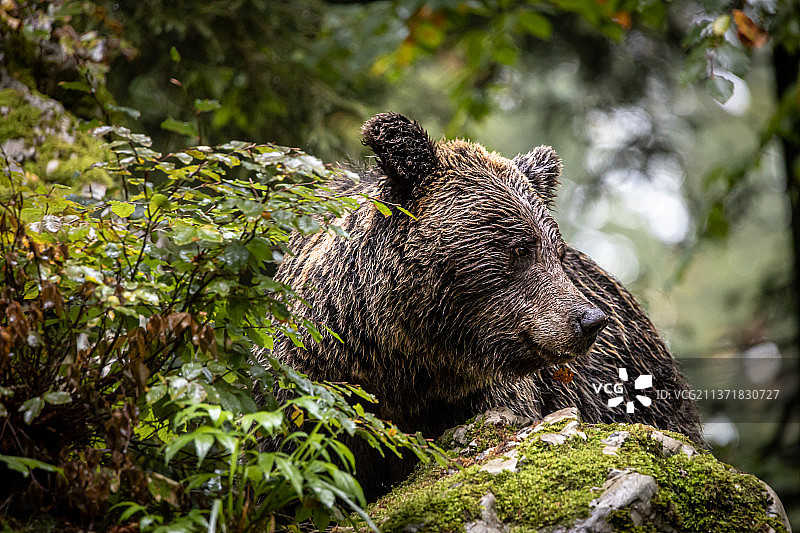 潮湿的棕熊，近距离的棕色欧亚棕熊在森林，斯洛文尼亚图片素材
