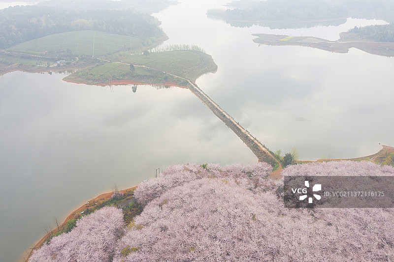 湖边的樱花树图片素材