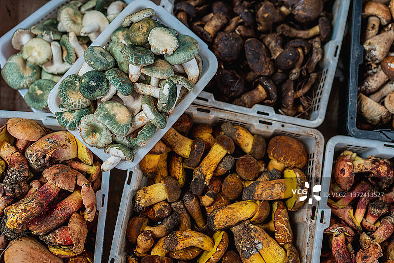 云南昆明野生菌交易市场特有的野生菌 多种多样的 蘑菇 青头菌 见手青 牛肝菌图片素材