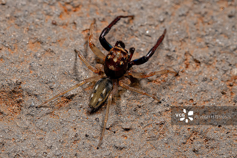 成年雄性跳蛛，蜘蛛在地上的特写镜头图片素材