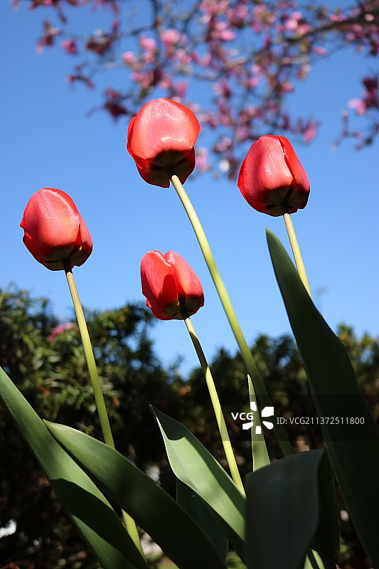 春天来了，红色开花植物在天空下的特写图片素材