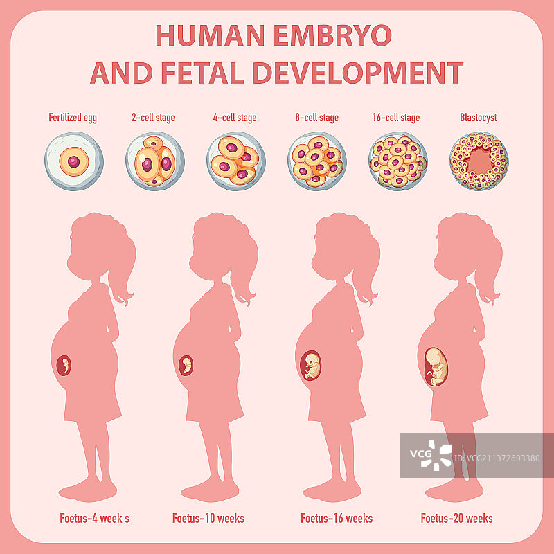 人类胚胎发育信息图图片素材