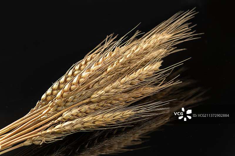 小麦麦子麦穗特写黑色背景图片素材