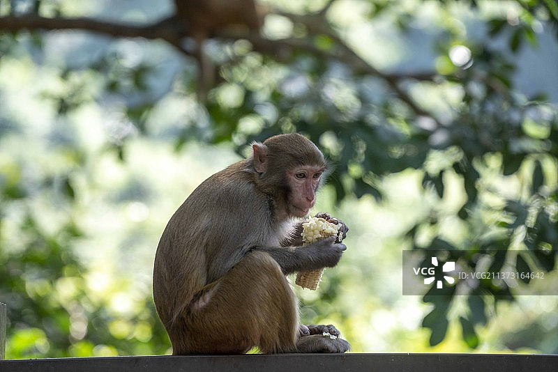 海南三亚陵水动物园猴子生态图片素材