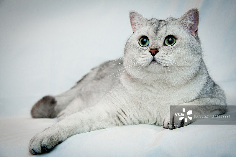 漂亮的银色英国猫，有着绿色的大眼睛图片素材