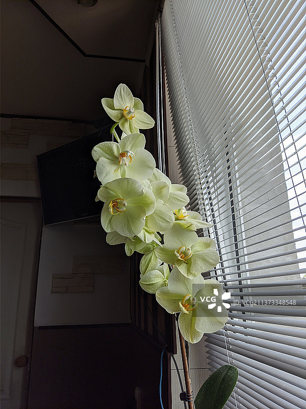 通过窗户俯视开花植物图片素材