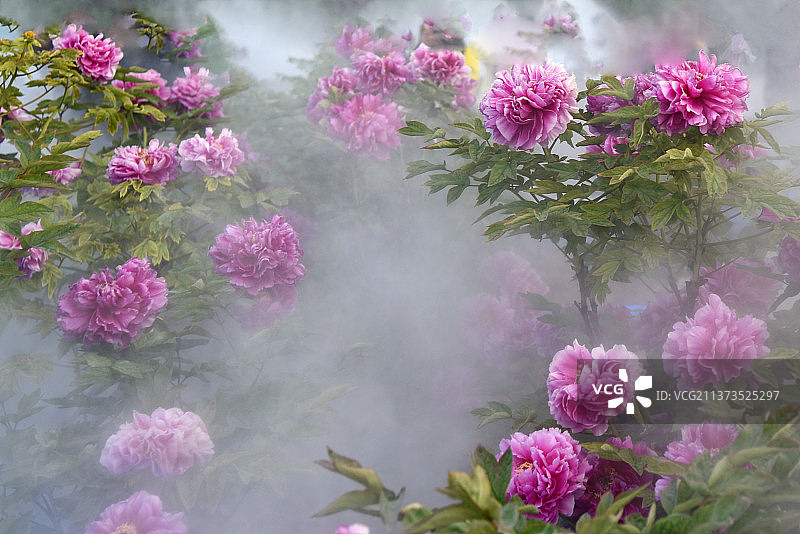 雾里看花国色天香牡丹花图片素材