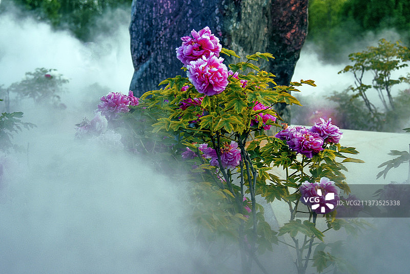 雾里看花国色天香牡丹花图片素材