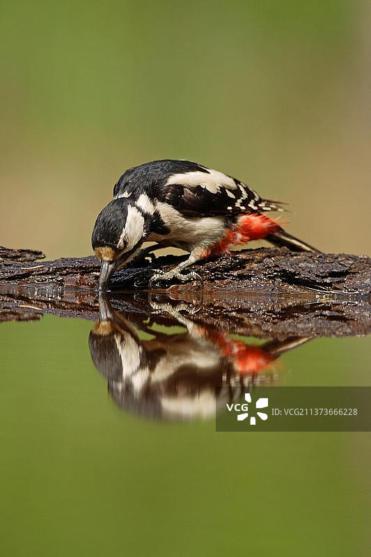 大斑点啄木鸟，成年雌性，从森林池塘饮水，匈牙利，夏天，欧洲图片素材