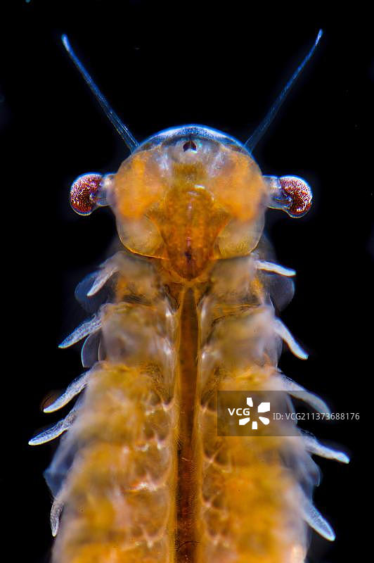 仙女虾(chi头phalus diaphanus)成年雌性，头部和胸部特写，安托拉地区公园，热那亚省，利古里亚，意大利，欧洲图片素材