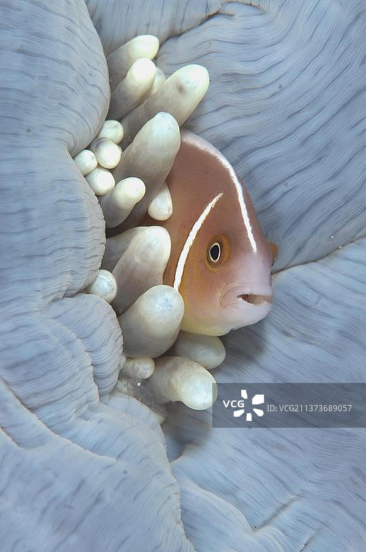 粉红色的臭鼬小丑鱼(Amphiprion perideraion)，成年，庇护所在壮丽的海壮丽的海葵(Heteractis magnifica)，蓝贝海峡，苏拉威西岛，巽他群岛，印度尼西亚，亚洲图片素材