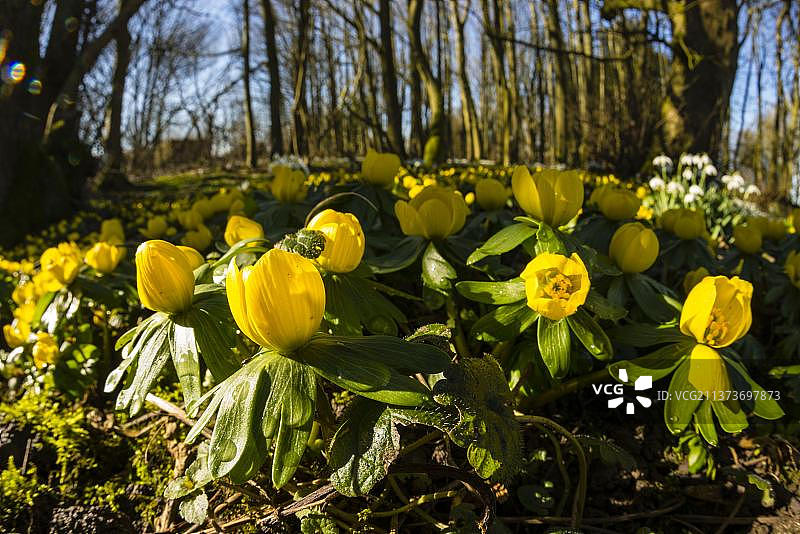 冬附子(雪附子草)开花团块，生长在肯特，英格兰，英国，欧洲的落叶林地生境图片素材