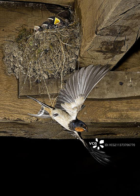 成年仓燕(Hirundo rustica)在飞行中俯冲下来在鸡舍的鸟巢后喂小鸡，苏塞克斯，英格兰，英国，欧洲图片素材