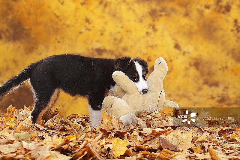 澳大利亚牧羊犬，小狗，13周，黑色三色，秋叶，玩具，抱抱玩具图片素材