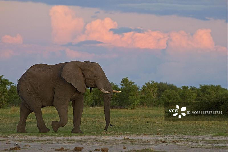 非洲博茨瓦纳，奥卡万戈三角洲，成年雄象，在夕阳下漫步图片素材