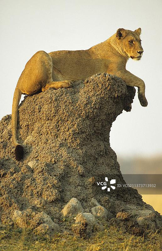 非洲狮母狮，狮子(美洲豹)，大型猫科动物，捕食者，哺乳动物，动物，在白蚁丘观看的狮母狮，莫雷米野生动物保护区，博茨瓦纳，狮母，非洲图片素材