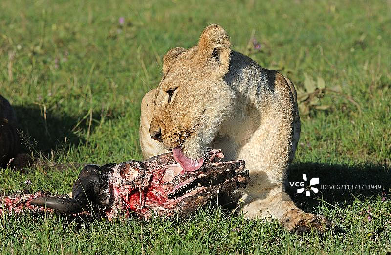 狮子喂食，舔非洲水牛头骨，狮子(豹狮)，大型猫科动物，食肉动物，哺乳动物，狮子喂食，舔非洲水牛头骨，马赛马拉，肯尼亚，非洲图片素材