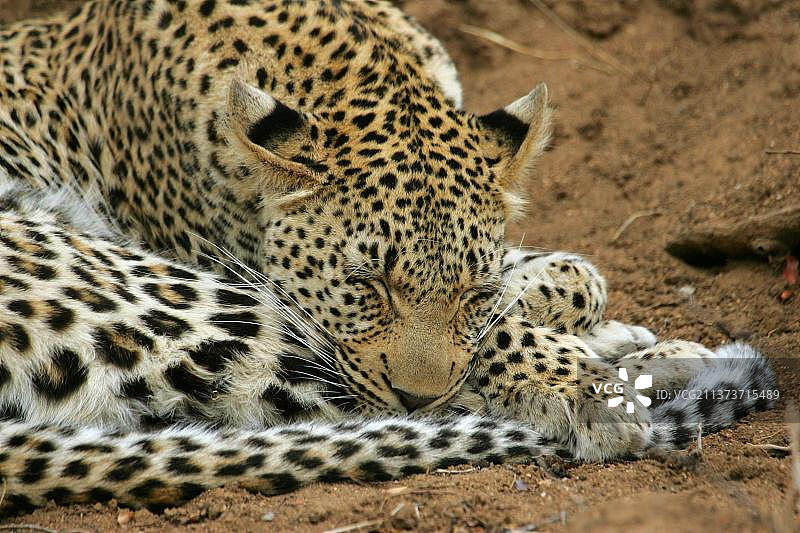 非洲豹生态位豹(Panthera pardus)，捕食者，哺乳动物，动物，豹年轻的雌性，睡觉，萨比沙狩猎保护区，南非，非洲图片素材