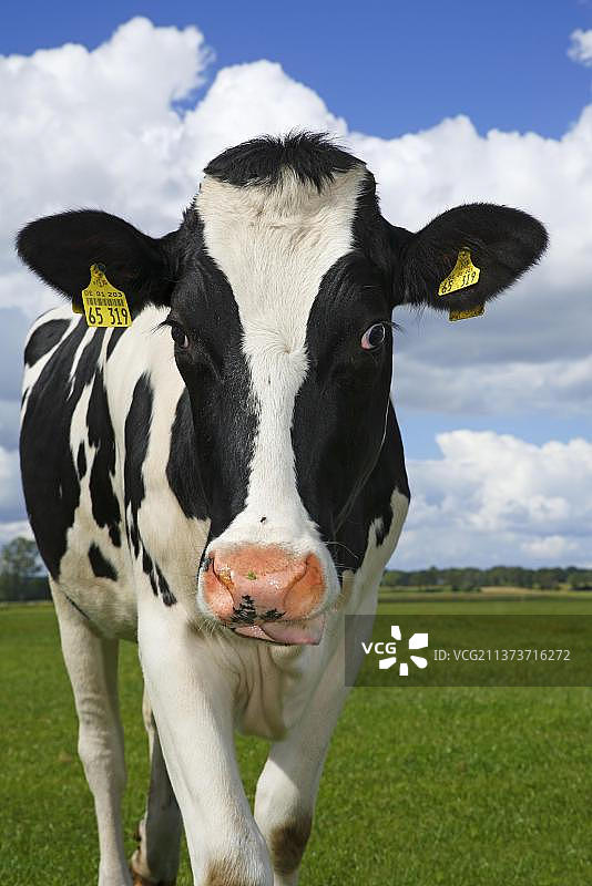 黑白奶牛，耳标图片素材