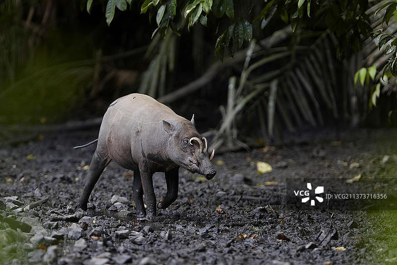 北苏拉威西岛(北苏拉威西岛)的成年雄性野猪，在亚洲印度尼西亚苏拉威西岛南都保护区盐碱地的淤泥中迁徙图片素材